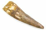 Fossil Spinosaurus Tooth - Real Fossil Tooth #372861-1